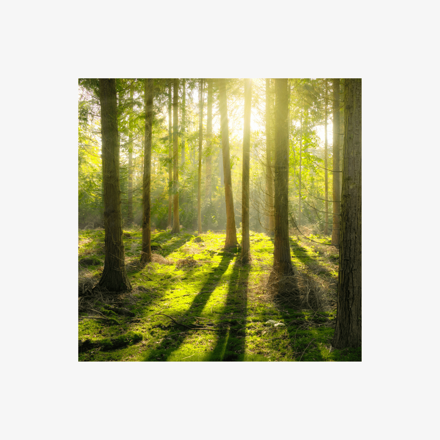 Forêt ensoleillée