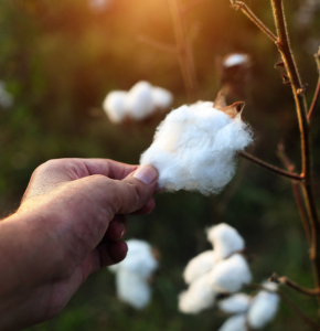 comparatif des matières pour t-shirts