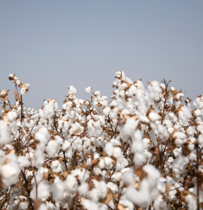 qu'est ce que le coton bio