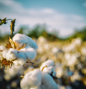 avantages du coton bio